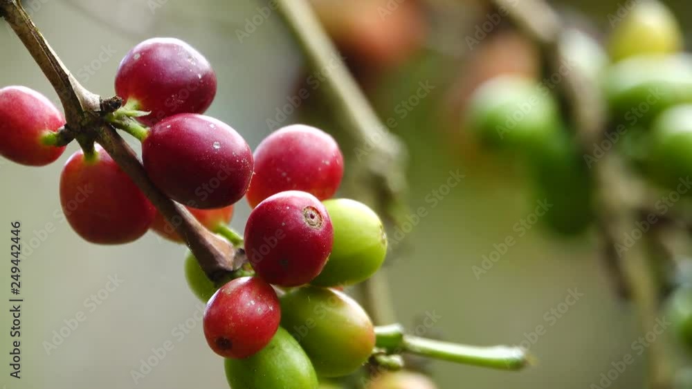 colorful coffee berries colorful coffee berries