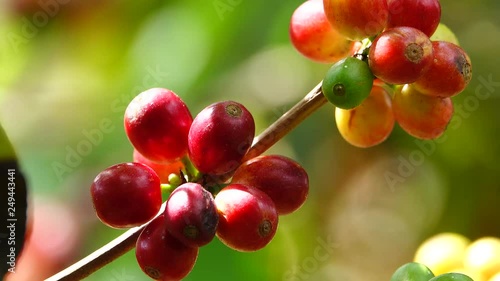 colorful coffee berries