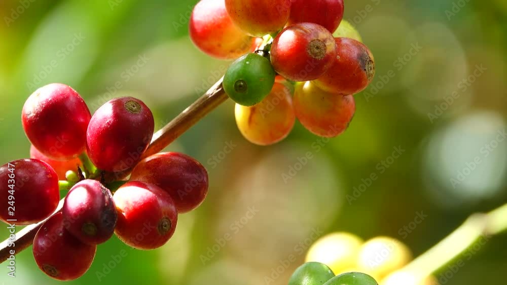 colorful coffee berries colorful coffee berries