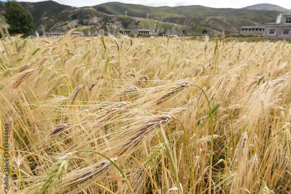 Tibetan barley (Highland barley, or Himalayan barley ),is the principal ...