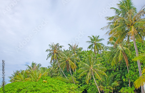 Landscape tropical plants and trees island of Biyadhoo Maldives