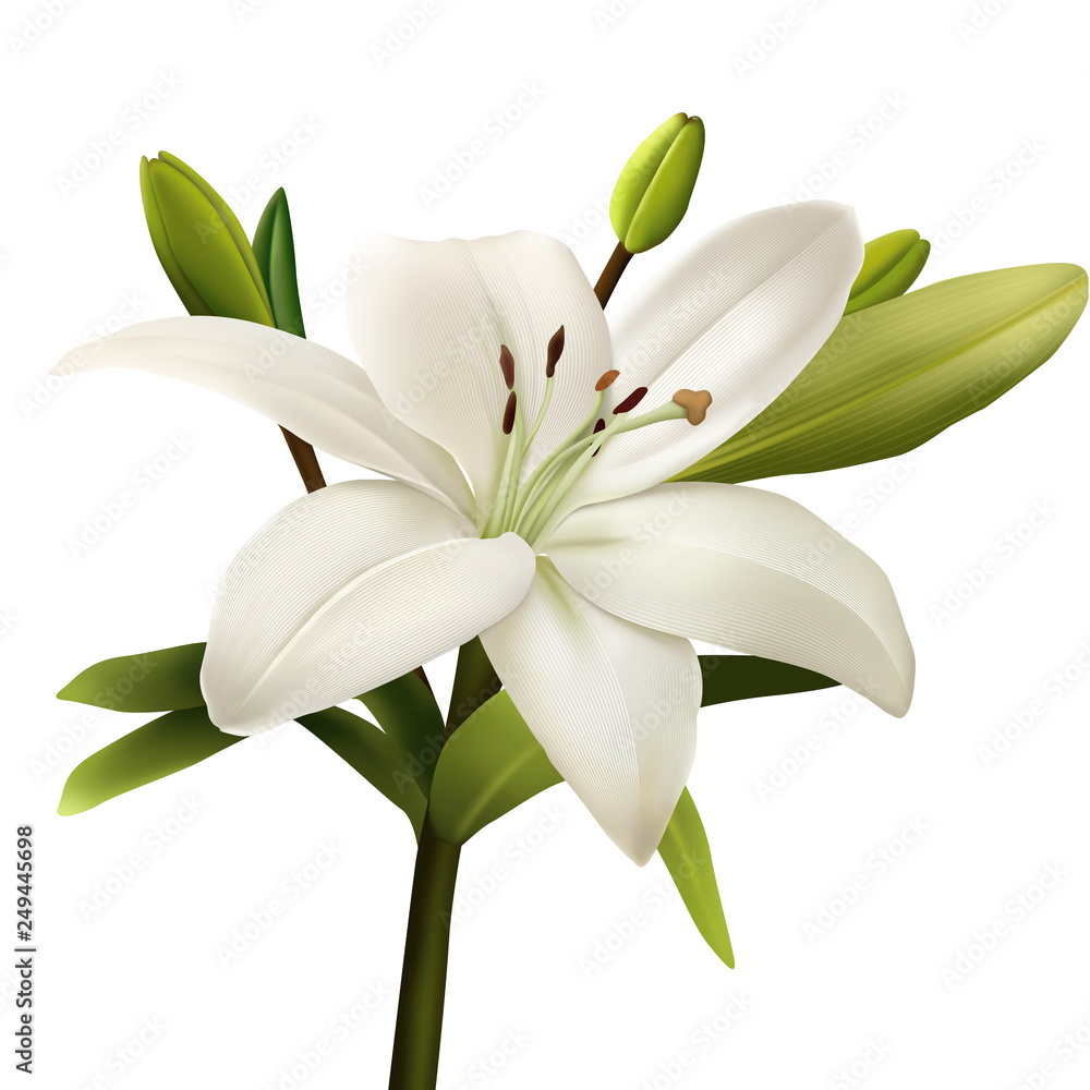 lily isolated on white background lily isolated on white background