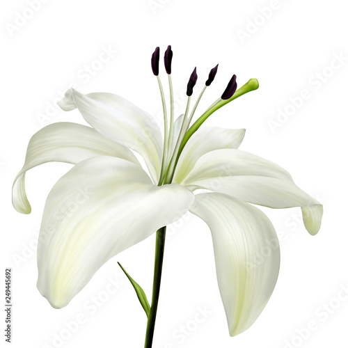 lily isolated on white background