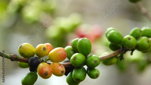 colorful coffee berries