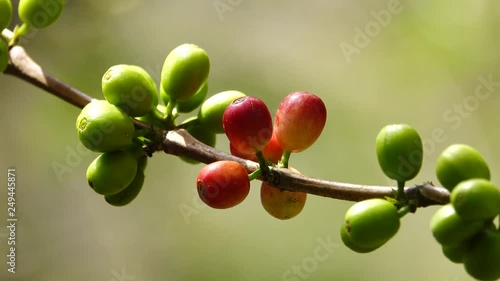 colorful coffee berries