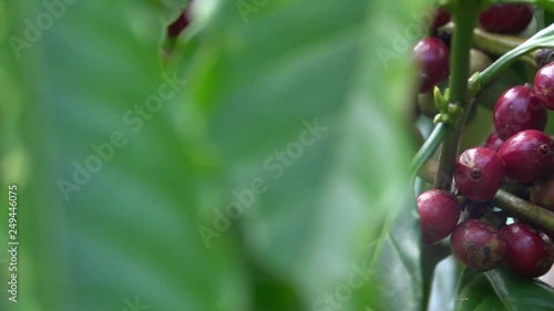 colorful coffee berries