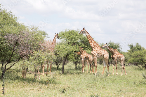 African Safari giraffe on Savannah