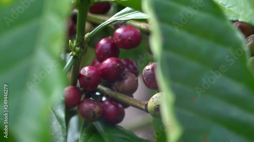 colorful coffee berries