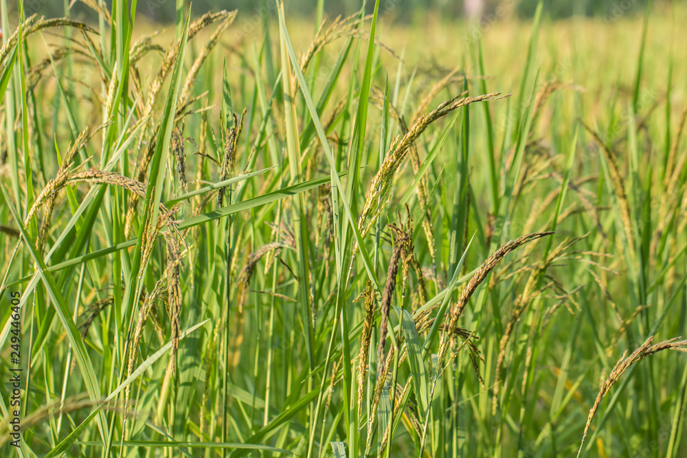 Closeup view of rice paddy in the rice terraces of Thailand,Harvest season of rice nature food background.Organic farm in Asian of Thai people.Blur focus and soft style. Closeup view of rice paddy in the rice terraces of Thailand,Harvest season of rice nature food background.Organic farm in Asian of Thai people.Blur focus and soft style.