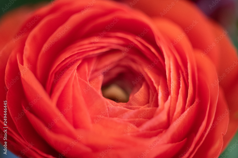 Macro-PeonyFlower9 Macro-PeonyFlower9