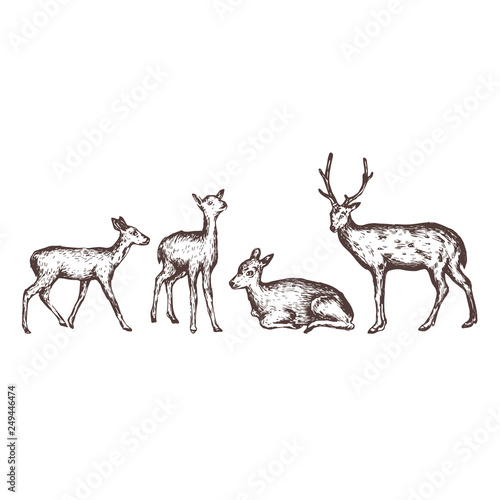 Fényképezés deer hand drawn illustration