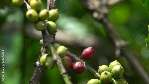 colorful coffee berries