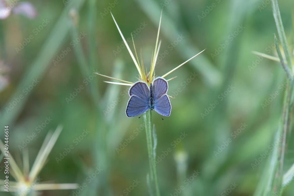Lycaenidae / Çokgözlü Mavi / / Polyommatus icarus Lycaenidae / Çokgözlü Mavi / / Polyommatus icarus