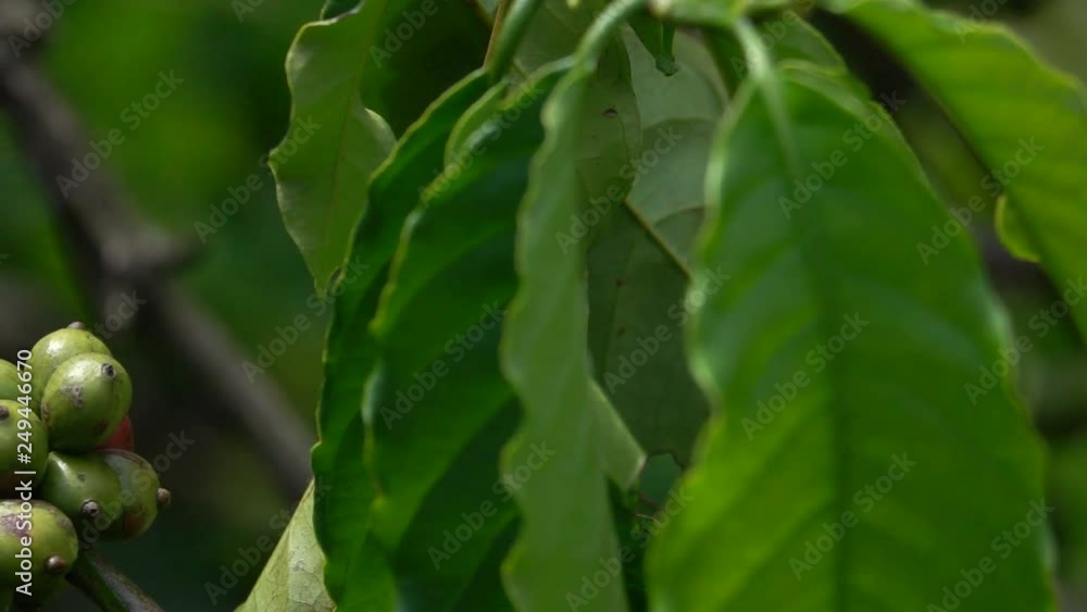 colorful coffee berries