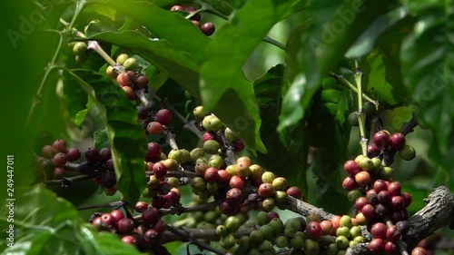 colorful coffee berries