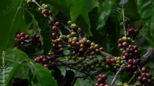 colorful coffee berries