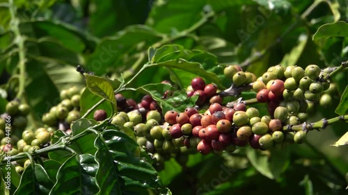 colorful coffee berries