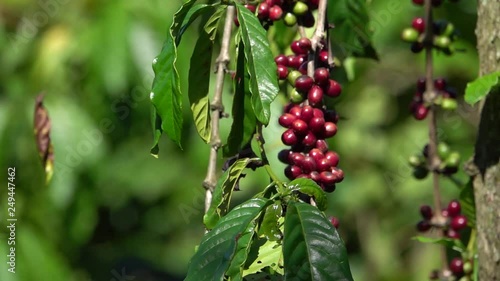 colorful coffee berries