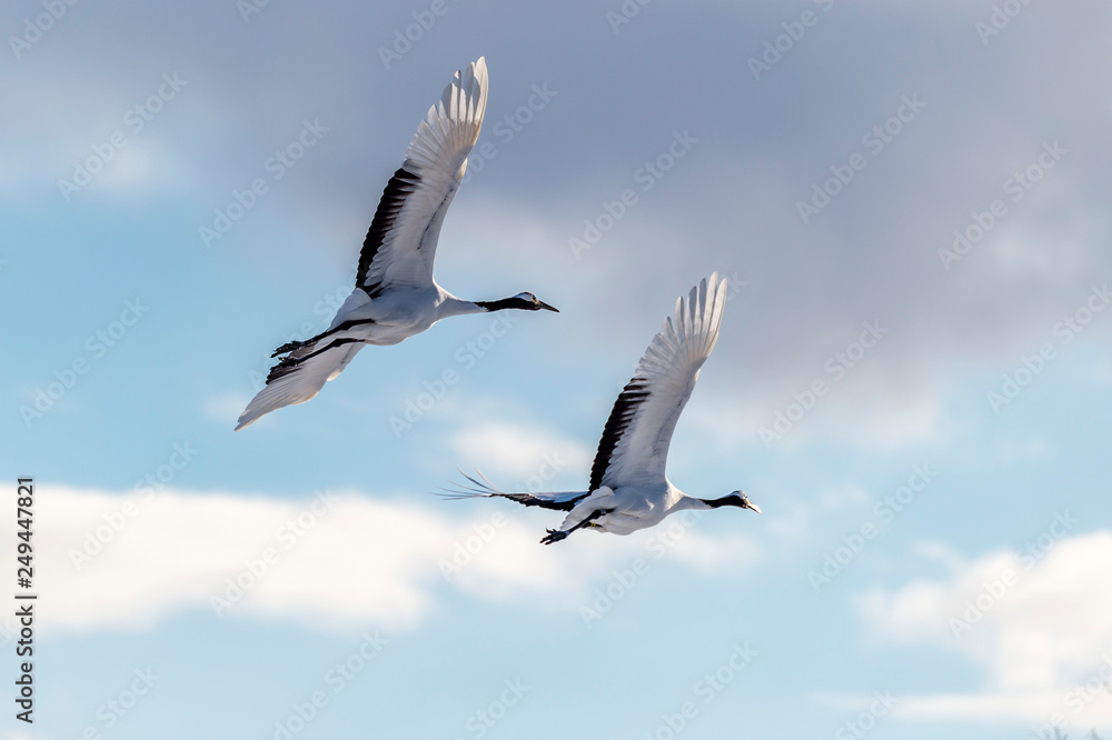The Red-crowned Crane The Red-crowned Crane