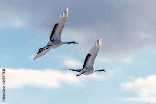 The Red-crowned Crane