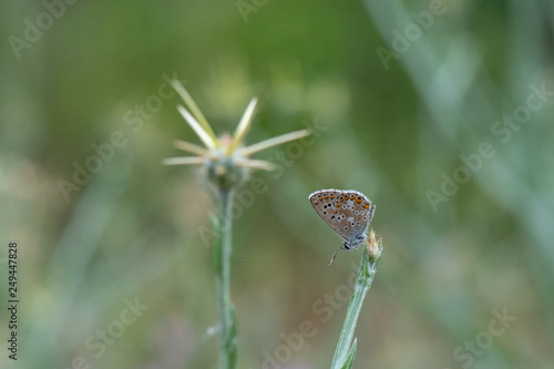 Lycaenidae / Çokgözlü Mavi / / Polyommatus icarus