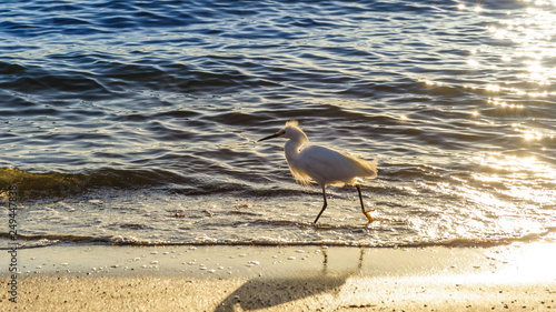 Snowy Egret