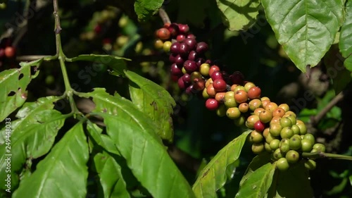 colorful coffee berries