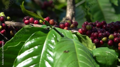 colorful coffee berries