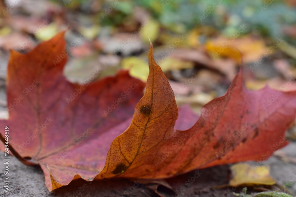 autumn leaf on the ground