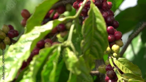 colorful coffee berries