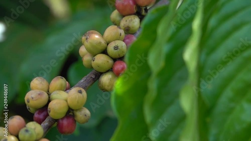 colorful coffee berries