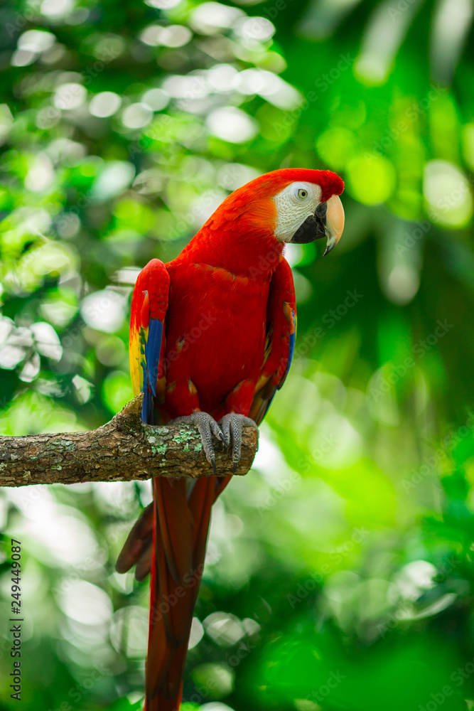 Obraz premium Parrots - Jungle Island, Miami, Florida. USA 