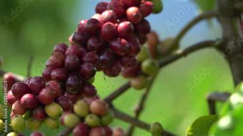 colorful coffee berries