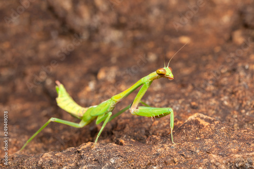 Green praying mantis © tacio philip