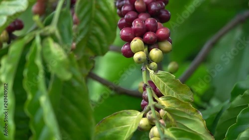 colorful coffee berries