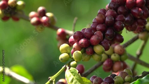 colorful coffee berries