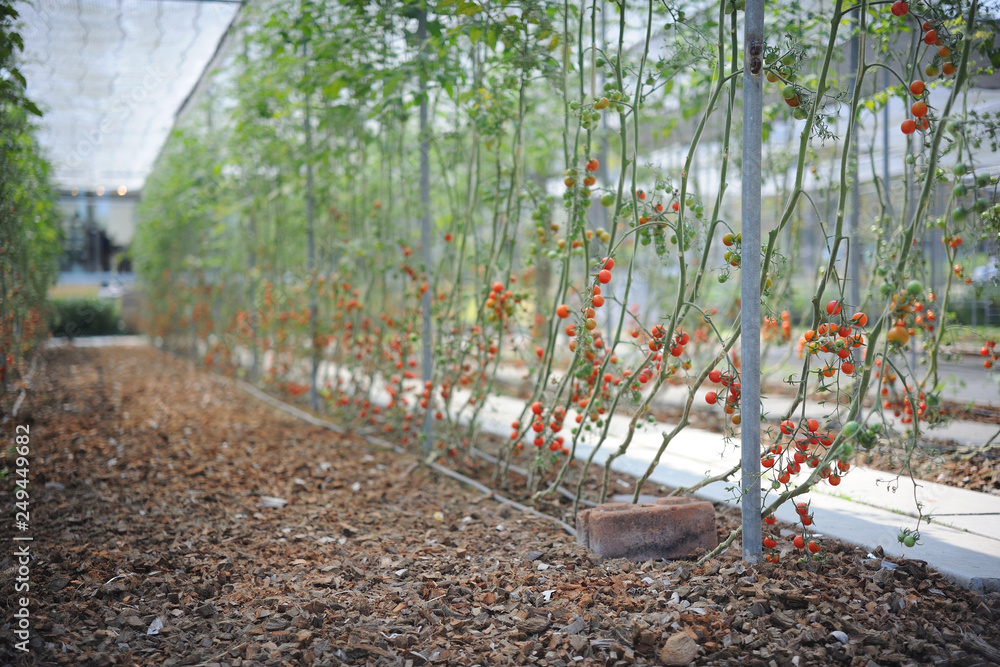 Fototapeta premium Fresh Tomatoes field.
