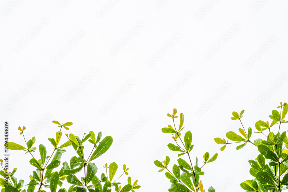 green leaves and branch of tree . isolated on white background . feel fresh and relax. closeup and selective focus. green leaves and branch of tree . isolated on white background . feel fresh and relax. closeup and selective focus.