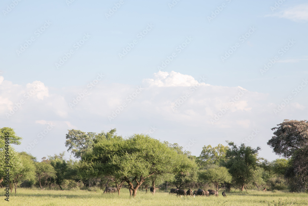South African Safari wildlife South African Safari wildlife