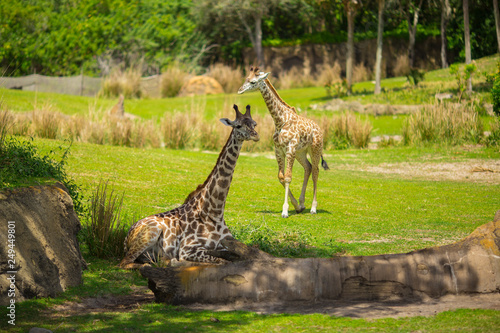 Fototapeta Naklejka Na Ścianę i Meble -  Giraffes are walking in a green meadow. Africa