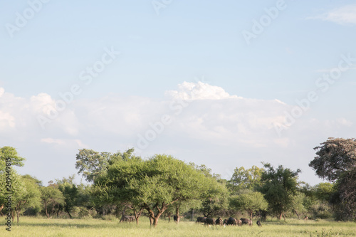 South African Safari wildlife