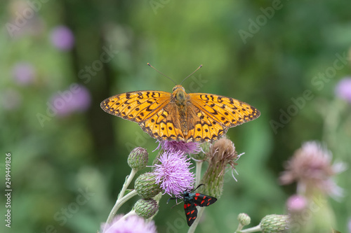 Photography Nymphalidae / Güzel İnci / / Argynnis aglaja