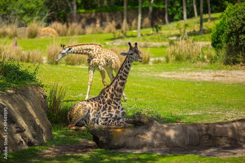 Giraffes are walking in a green meadow. Africa