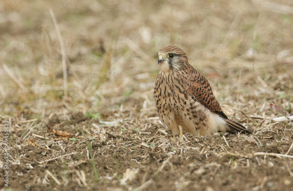 A Kestrel (Falco tinnunculus) perched on the ground after catching and eating a vole. A Kestrel (Falco tinnunculus) perched on the ground after catching and eating a vole.