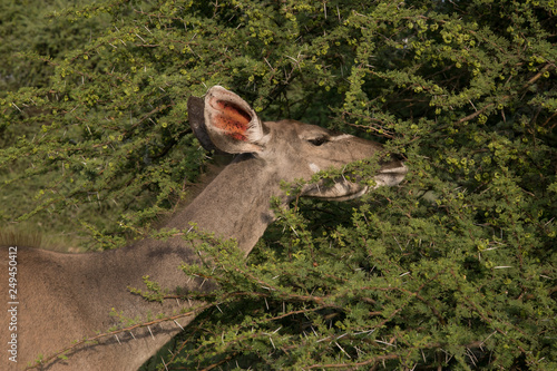 South African Safari wildlife kudu cow