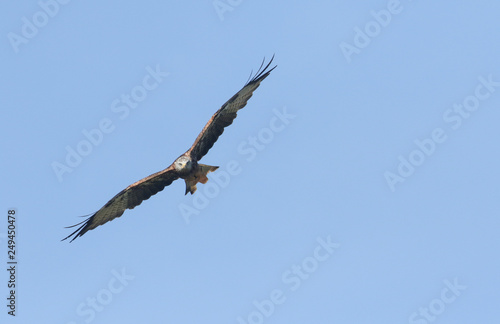 A hunting Red Kite  Milvus milvus  flying in the blue sky. 