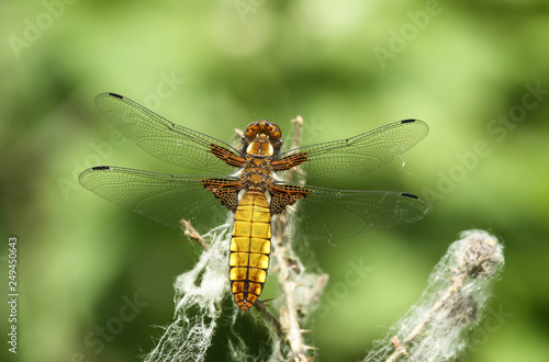 A perching female Broad-bodied Chaser (Libellula depressa). 