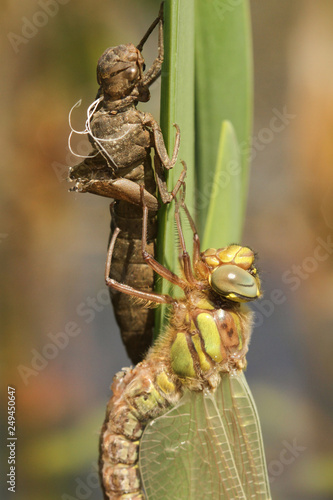 A stunning newly emerged Four-spotted Chaser Dragonfly (Libellula quadrimaculata) still holding onto its nymph on a reed that it has just pulled itself from. photo