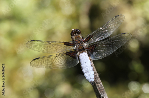 A stunning male Broad-bodied Chaser Dragonfly (Libellula depressa) perching on a twig. 