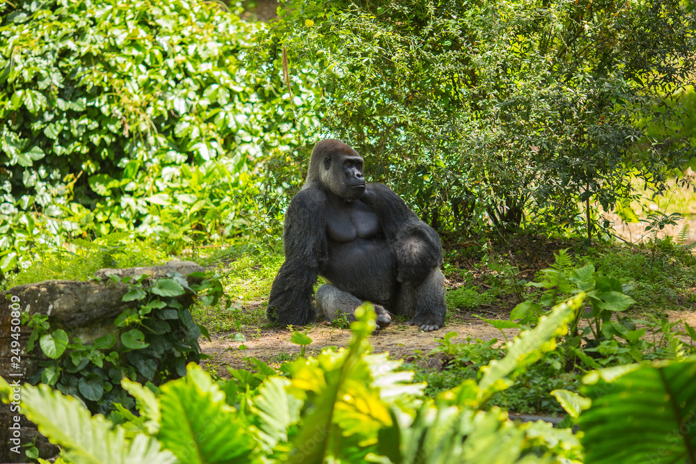 Gorilla sitting in a forest. Africa.